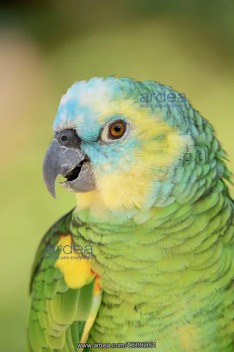  : Blue-fronted Amazon (Amazona aestiva), portrait