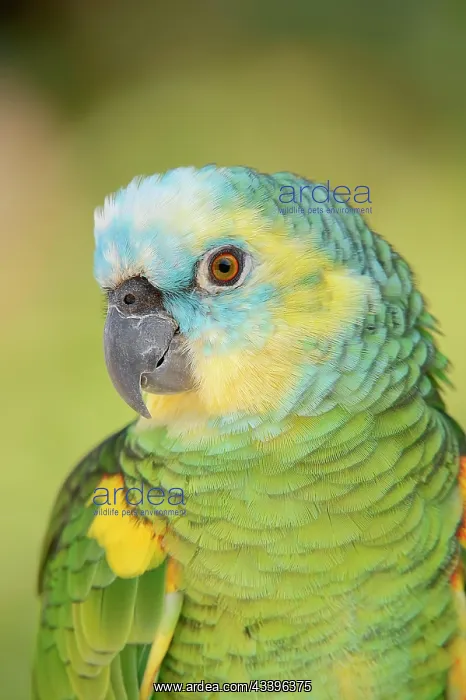 : Blue-fronted Amazon (Amazona aestiva), portrait : Blue-fronted Amazon (Amazona aestiva), portrait