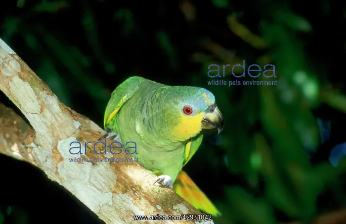 : Blue-fronted Amazon / Blue-fronted / Turquoise-fronted : Blue-fronted Amazon / Blue-fronted / Turquoise-fronted