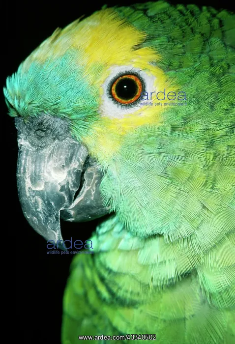 : Blue-fronted Amazon / Blue-fronted / Turquoise-fronted : Blue-fronted Amazon / Blue-fronted / Turquoise-fronted