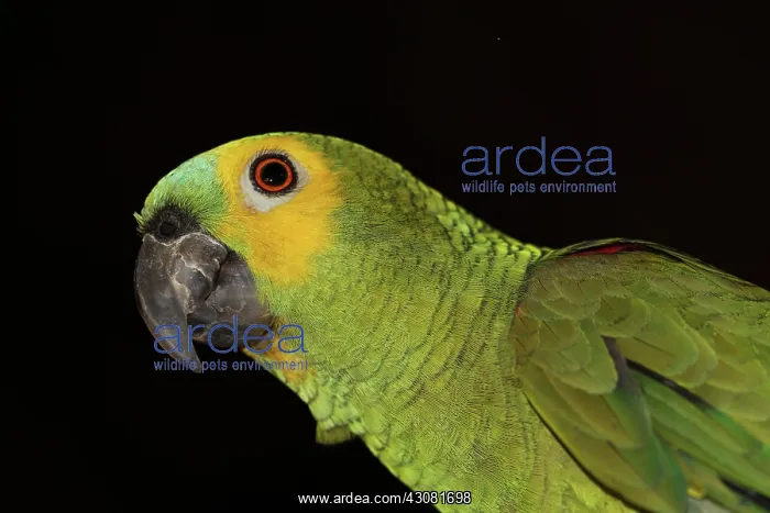 : Blue-fronted Amazon Parrot : Blue-fronted Amazon Parrot