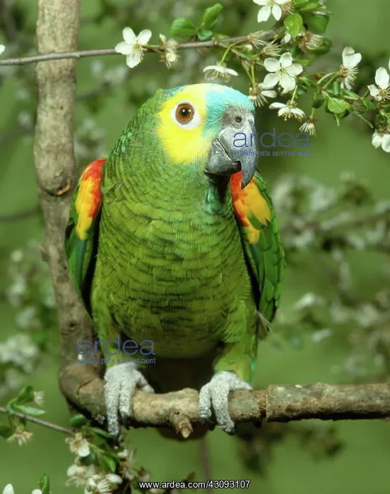 : Blue-fronted Amazon Parrot : Blue-fronted Amazon Parrot
