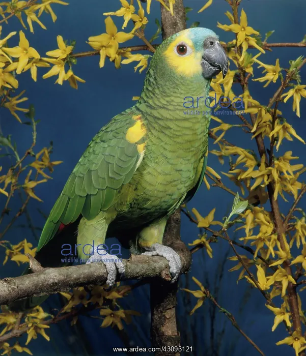 : Blue-fronted Amazon Parrot : Blue-fronted Amazon Parrot