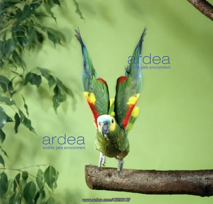 : Blue-fronted Amazon Parrot : Blue-fronted Amazon Parrot
