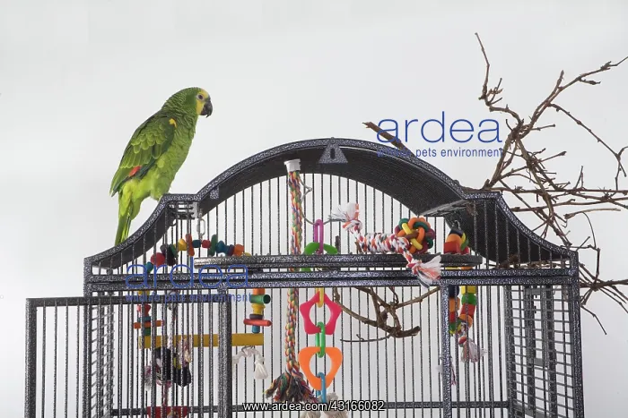 : Blue-fronted Amazon Parrot : Blue-fronted Amazon Parrot