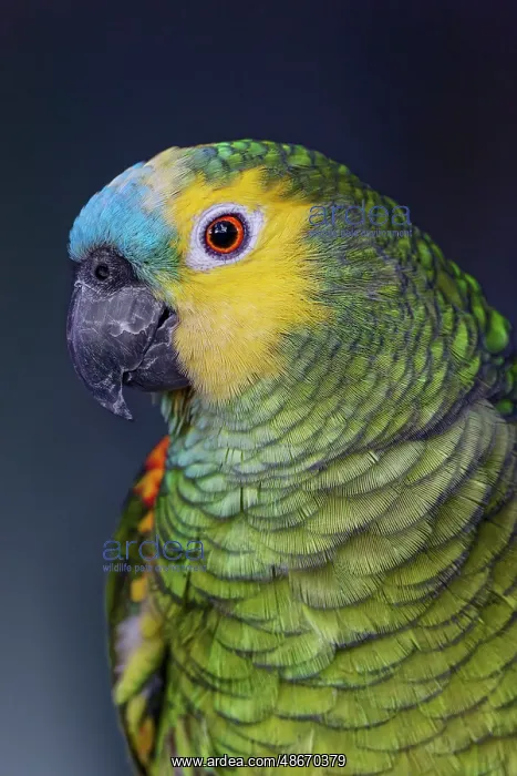 : Blue fronted Amazon parrot : Blue fronted Amazon parrot