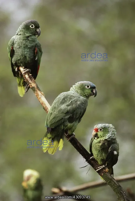 : Blue-fronted Amazons : Blue-fronted Amazons