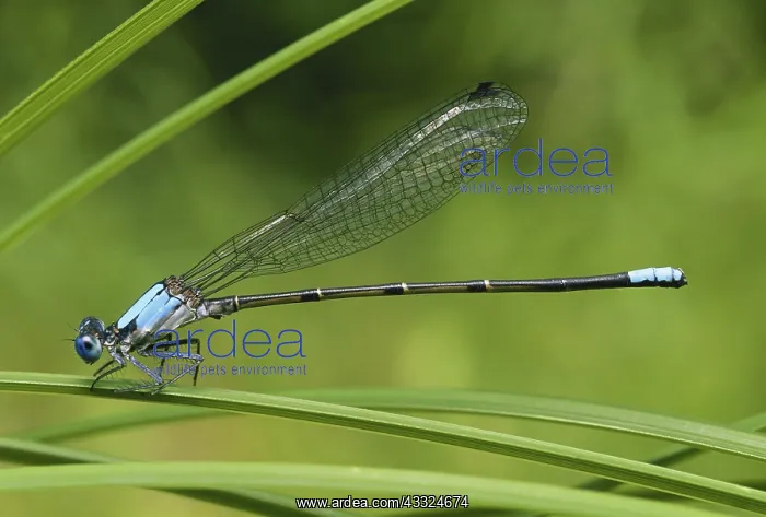 : Blue-fronted Dancer : Blue-fronted Dancer