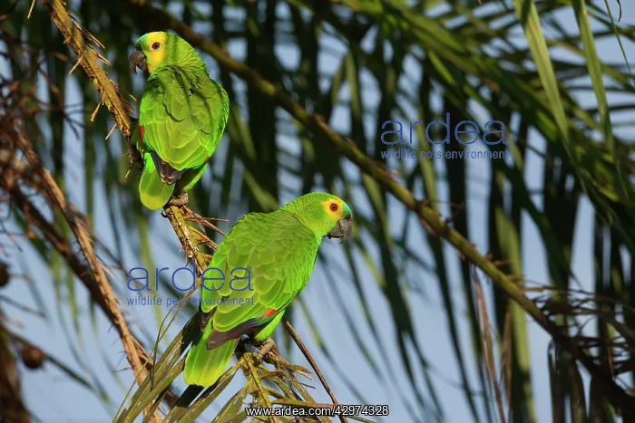 : Blue-fronted Parrot / Blue-fronted Amazon / Turquoise-fronte : Blue-fronted Parrot / Blue-fronted Amazon / Turquoise-fronte