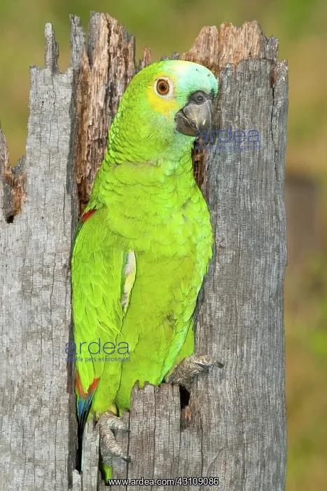 : Blue-fronted Parrot at nest entrance : Blue-fronted Parrot at nest entrance