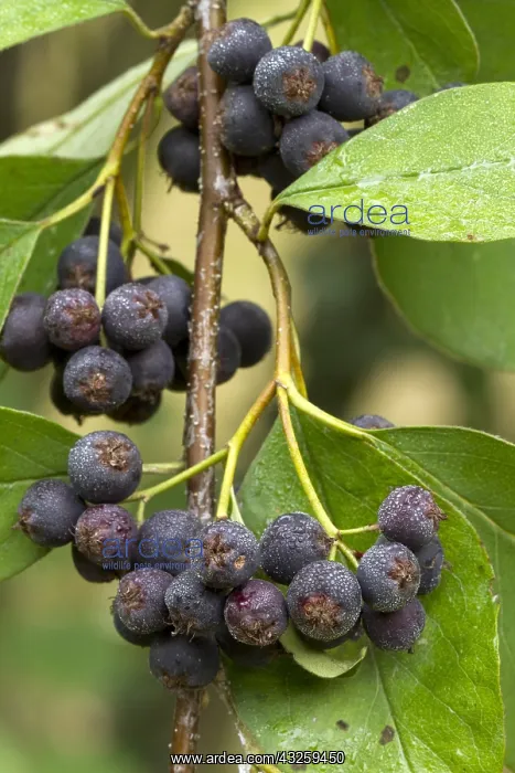: Blue fruited Cotoneaster (Cotoneaster affinis) : Blue fruited Cotoneaster (Cotoneaster affinis)