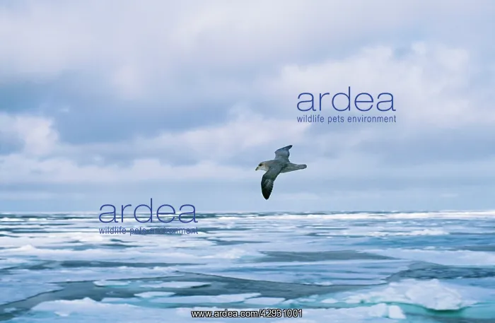  : BLUE FULMAR - FLIES + ICY SEAS
