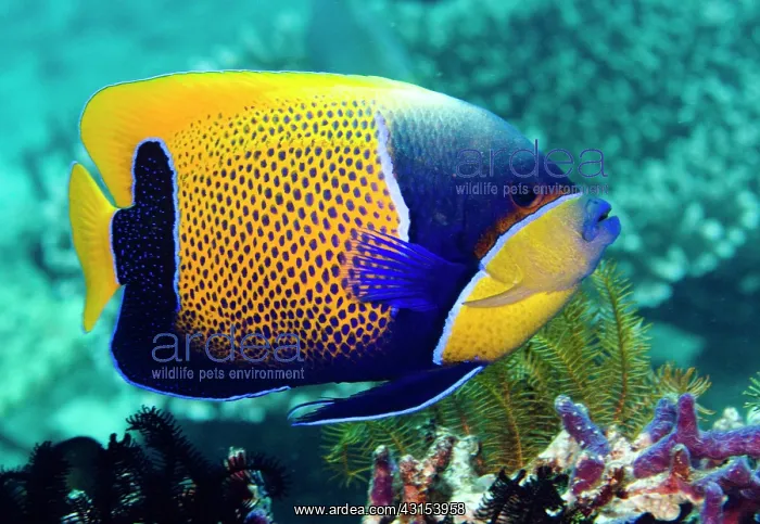 : Blue girdled angelfish : Blue girdled angelfish