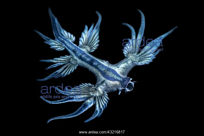 : Blue glaucus (Glaucus atlanticus), Pelagic Nudibranch : Blue glaucus (Glaucus atlanticus), Pelagic Nudibranch