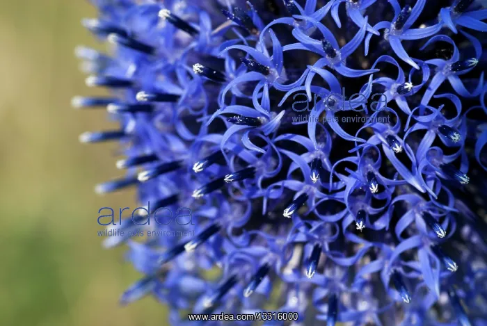 : Blue Glow (Echinops banaticus) : Blue Glow (Echinops banaticus)