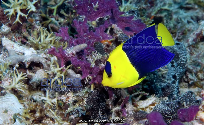 : Blue And Gold Angelfish : Blue And Gold Angelfish