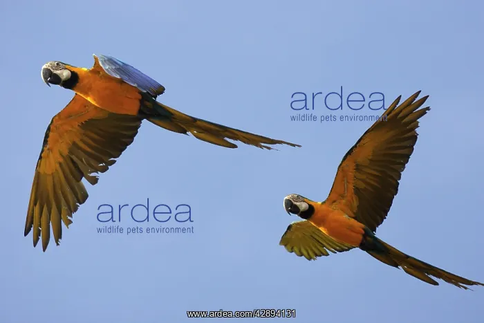 : Blue and Gold Macaw : Blue and Gold Macaw