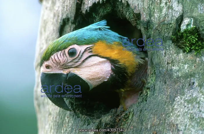 : Blue and Gold Macaw : Blue and Gold Macaw
