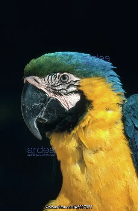 : Blue and Gold Macaw : Blue and Gold Macaw