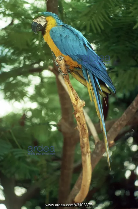 : Blue and Gold Macaw : Blue and Gold Macaw