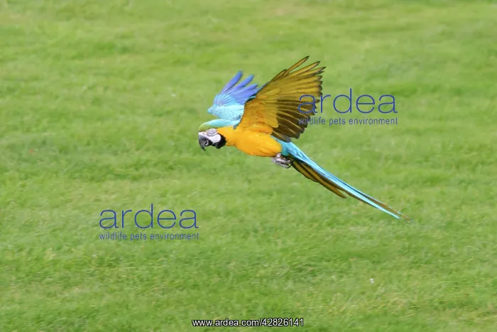: Blue & Gold Macaw / Blue and Gold macaw - In flight : Blue & Gold Macaw / Blue and Gold macaw - In flight