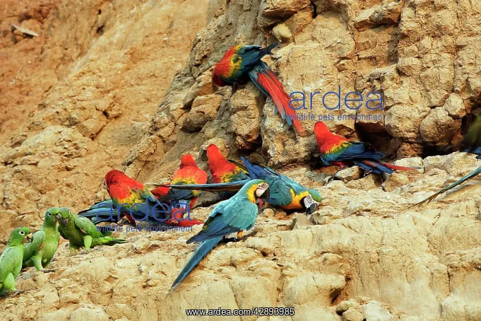 : Blue and Gold Macaw - at clay lick : Blue and Gold Macaw - at clay lick