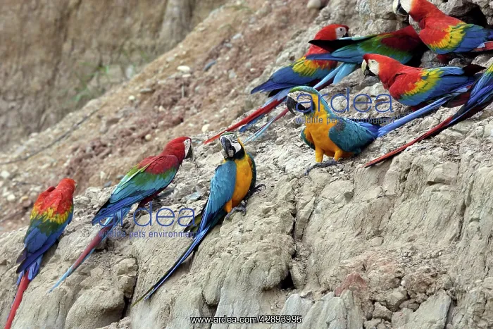 : Blue and Gold Macaw - at clay lick : Blue and Gold Macaw - at clay lick