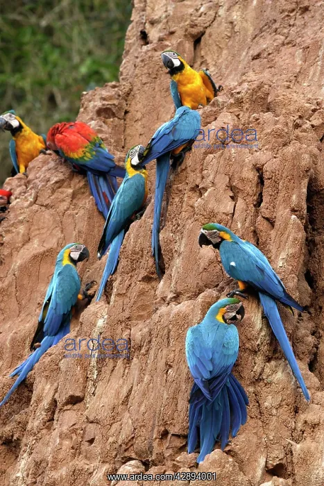  : Blue and Gold Macaw - at clay lick