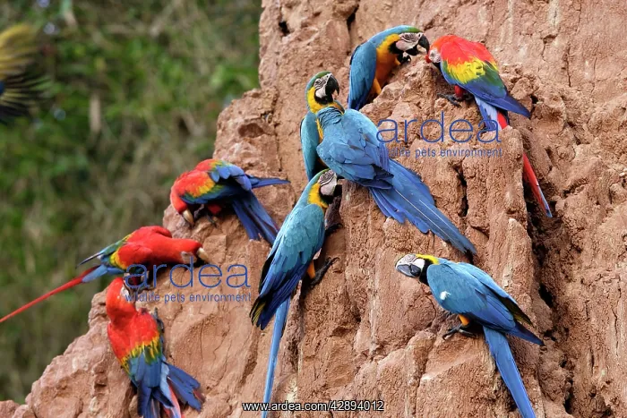 : Blue and Gold Macaw - at clay lick : Blue and Gold Macaw - at clay lick