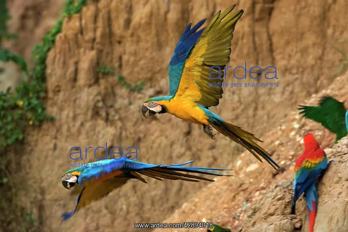 : Blue and Gold Macaw - at clay lick : Blue and Gold Macaw - at clay lick