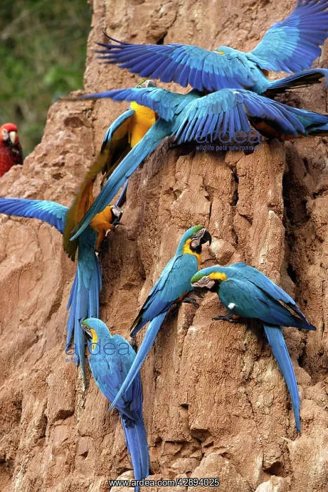 : Blue and Gold Macaw - at clay lick : Blue and Gold Macaw - at clay lick