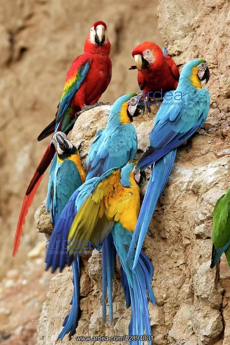 : Blue and Gold Macaw - at clay lick : Blue and Gold Macaw - at clay lick