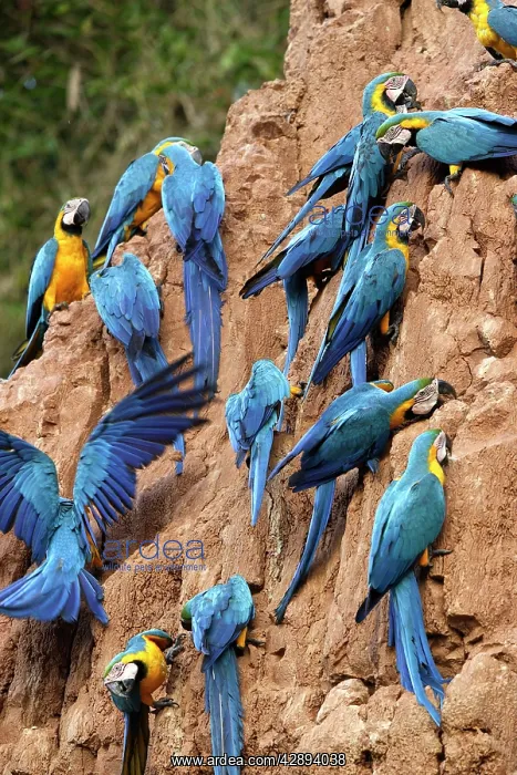 : Blue and Gold Macaw - at clay lick : Blue and Gold Macaw - at clay lick