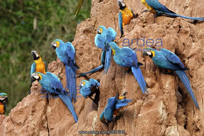 : Blue and Gold Macaw - at clay lick : Blue and Gold Macaw - at clay lick