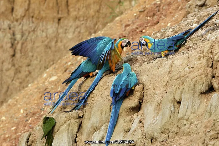 : Blue and Gold Macaw - at clay lick : Blue and Gold Macaw - at clay lick