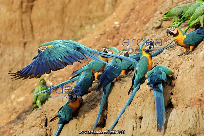 : Blue and Gold Macaw - at clay lick : Blue and Gold Macaw - at clay lick