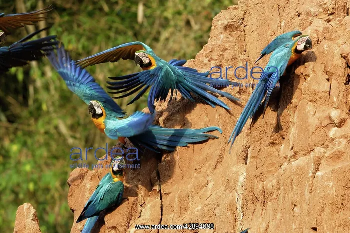 : Blue and Gold Macaw - at clay lick : Blue and Gold Macaw - at clay lick