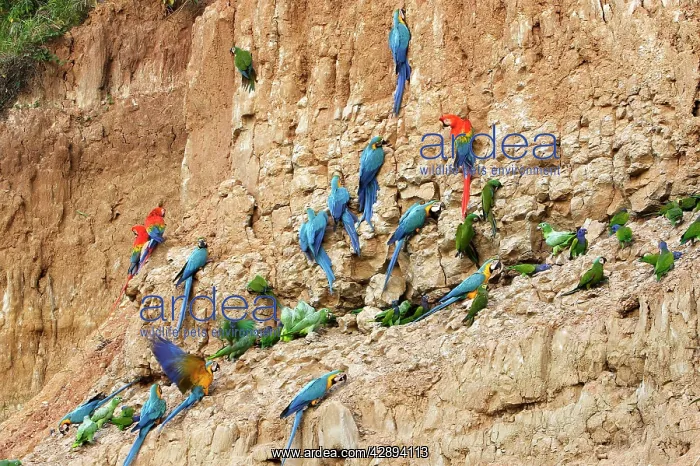 : Blue and Gold Macaw - at clay lick : Blue and Gold Macaw - at clay lick