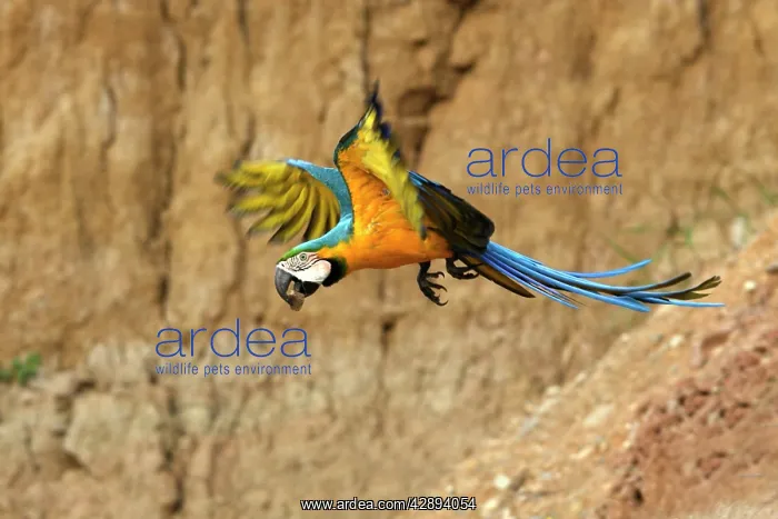: Blue and Gold Macaw - in flight : Blue and Gold Macaw - in flight