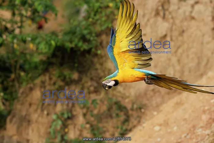 : Blue and Gold Macaw - in flight : Blue and Gold Macaw - in flight