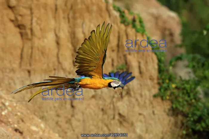 : Blue and Gold Macaw - in flight : Blue and Gold Macaw - in flight
