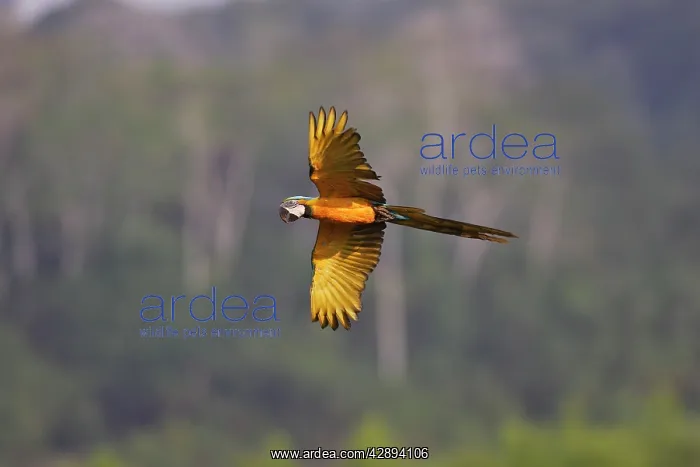 : Blue and Gold Macaw - in flight : Blue and Gold Macaw - in flight