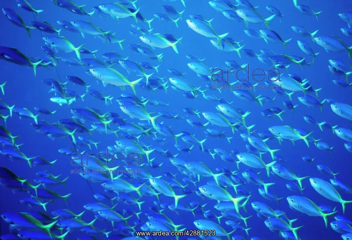 : Blue and Gold / Yellow and blueback FUSILIER fish : Blue and Gold / Yellow and blueback FUSILIER fish