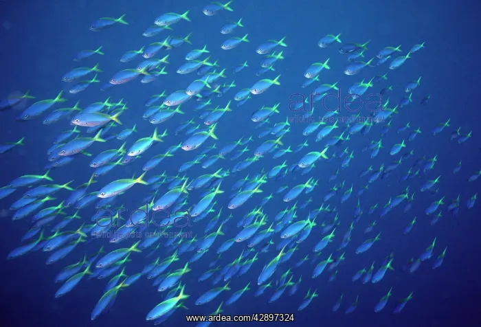 : Blue and Gold / Yellow and blueback FUSILIER fish : Blue and Gold / Yellow and blueback FUSILIER fish