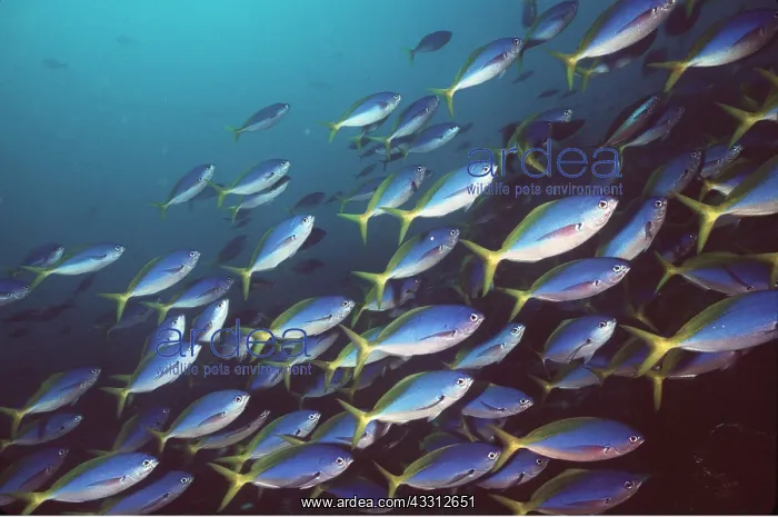 : Blue and Gold / Yellow and blueback FUSILIER fish : Blue and Gold / Yellow and blueback FUSILIER fish