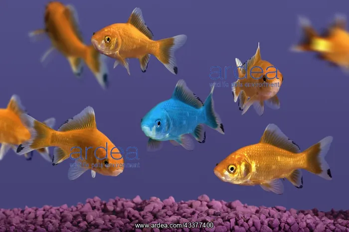 : Blue Goldfish : Blue Goldfish