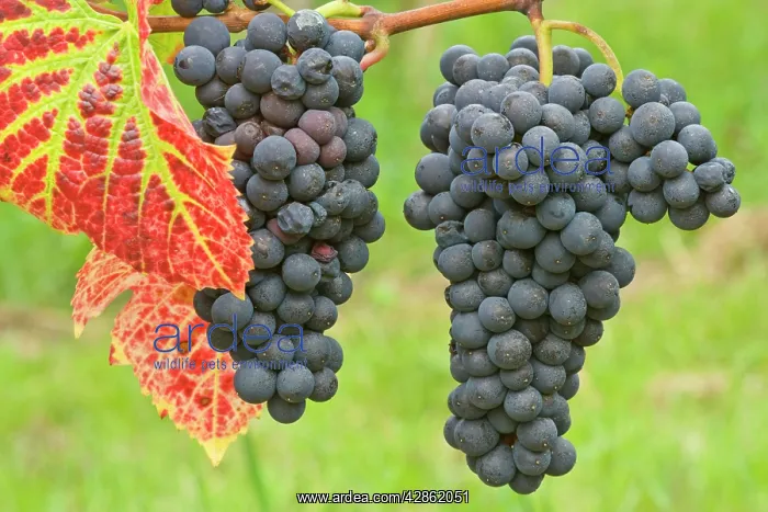 : blue grapes - bunches of very ripe, blue grapes : blue grapes - bunches of very ripe, blue grapes