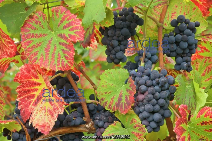 : blue grapes - bunches of very ripe, blue grapes : blue grapes - bunches of very ripe, blue grapes