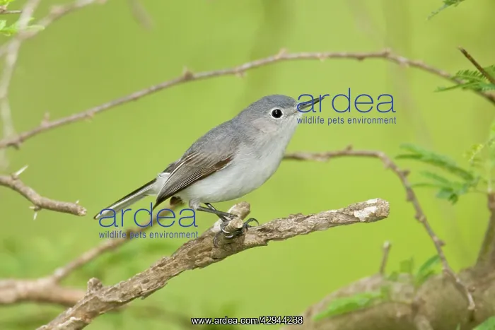 : Blue-gray Gnatcatcher : Blue-gray Gnatcatcher