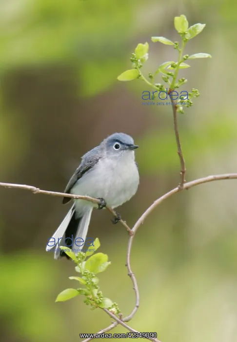 : Blue-gray Gnatcatcher : Blue-gray Gnatcatcher